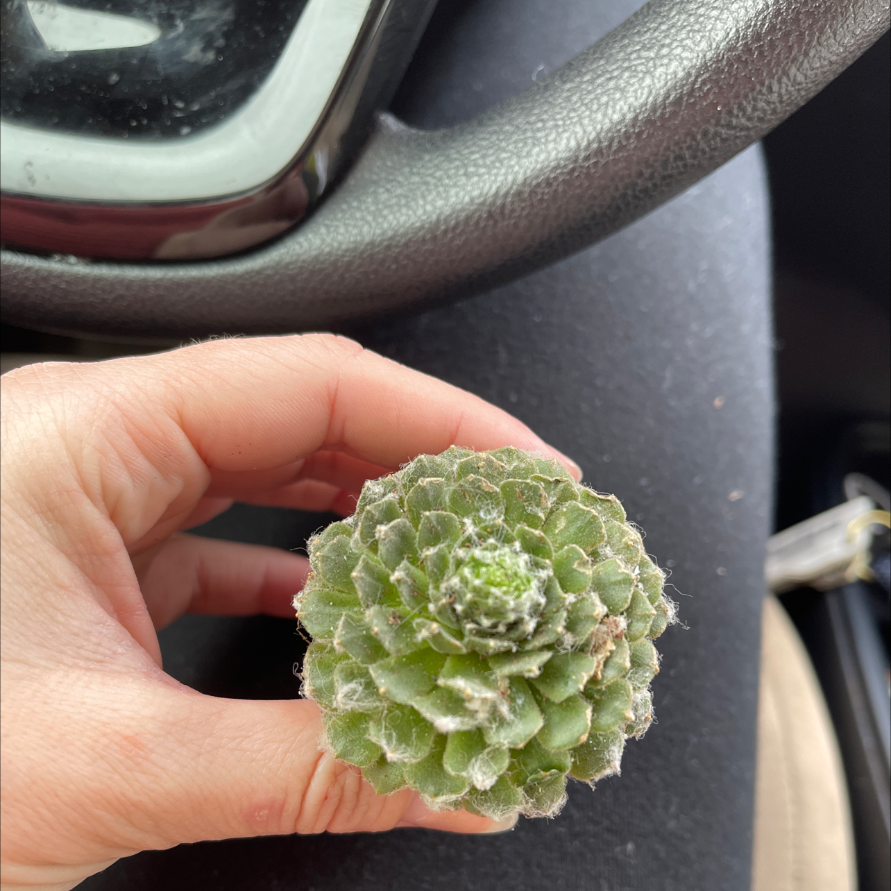Cobweb Hens and Chicks plant being held by a hand, well-framed and in focus.