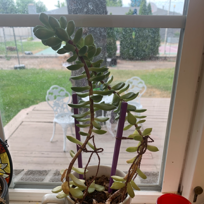 Blue Echeveria plant photo by @jqkcy named john on Greg, the plant care app.