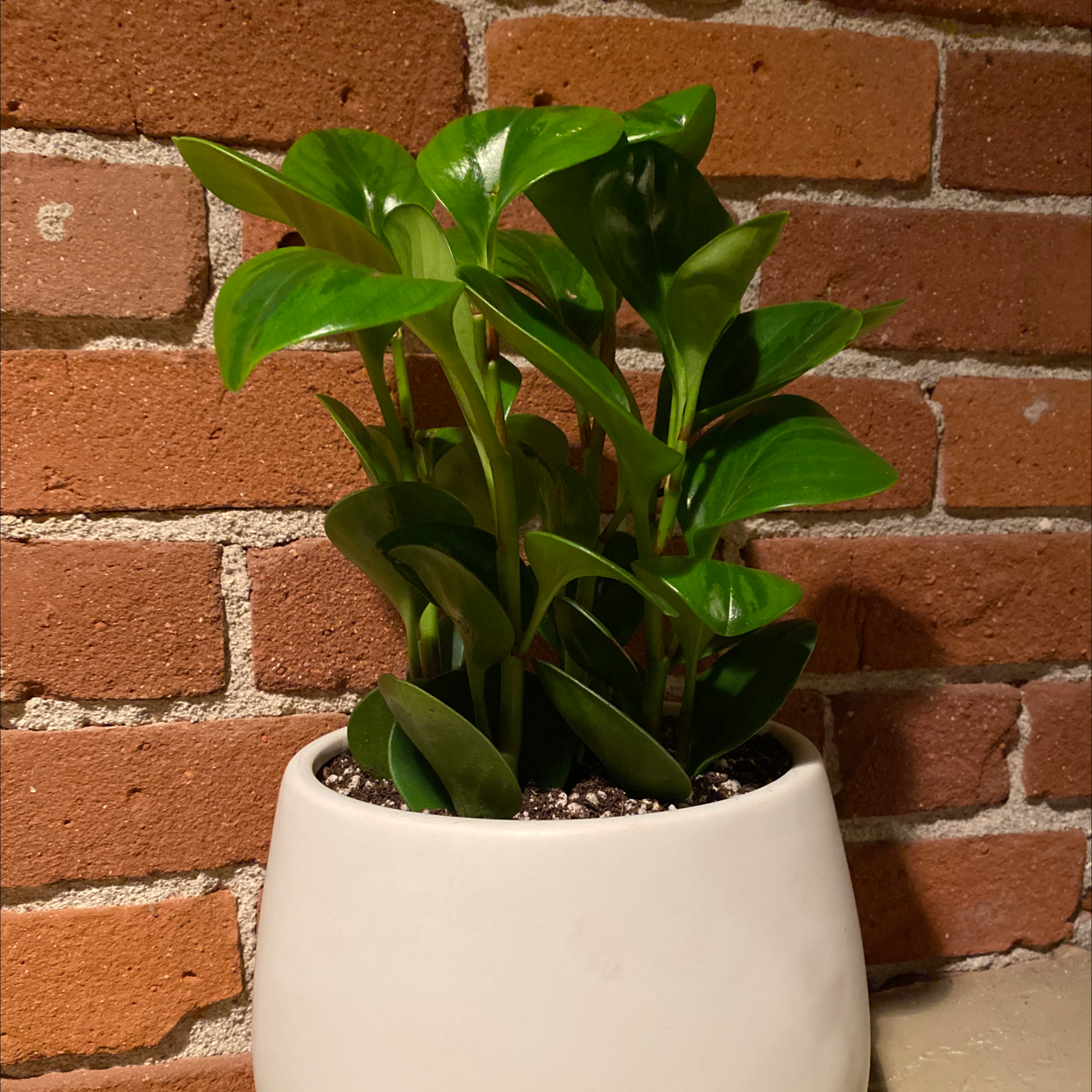 Photo of the plant species Lemon Lime Peperomia by @alireyk named Ginsburg on Greg, the plant care app