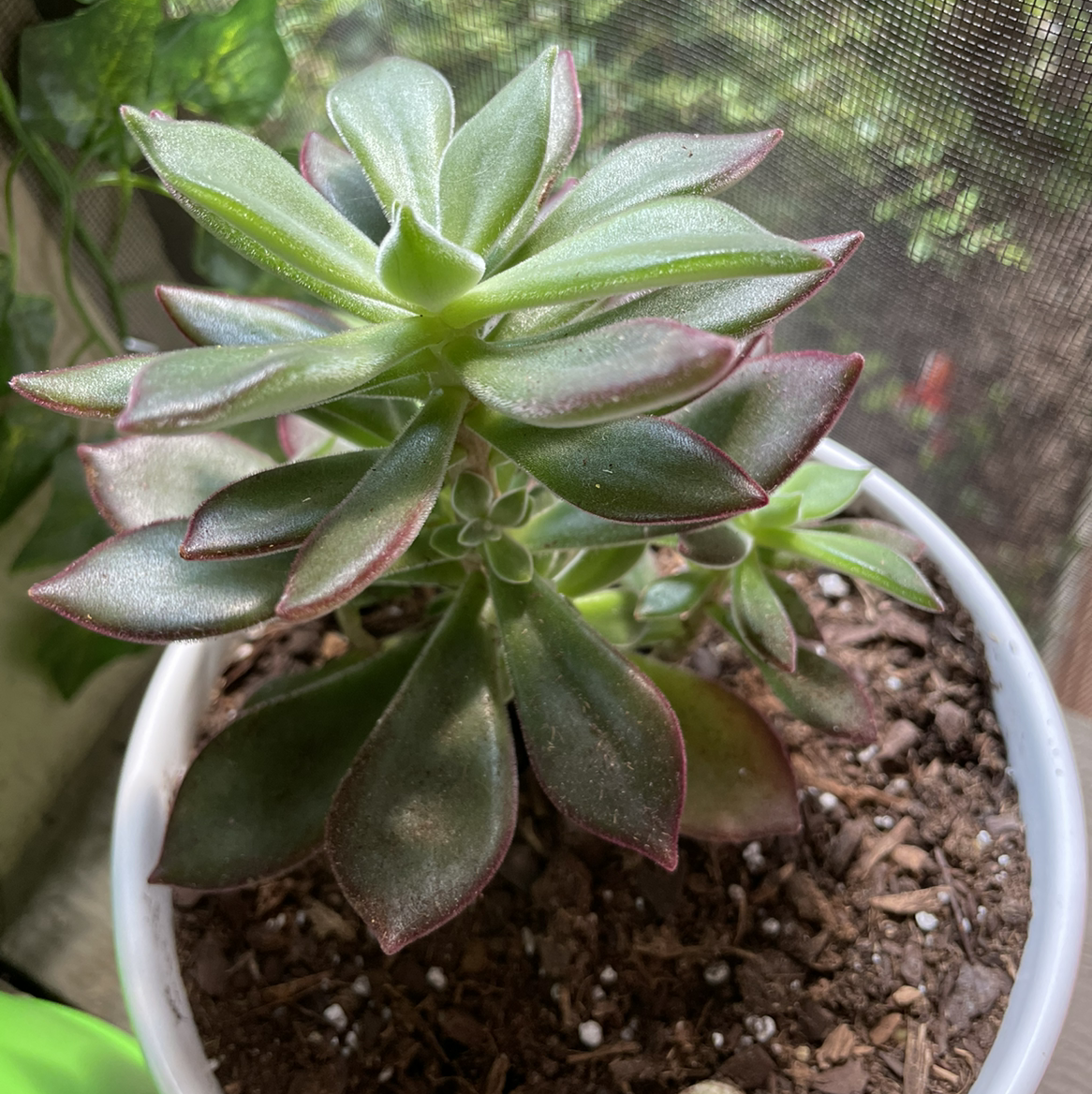 Plush Plant succulent in a white pot with healthy green leaves and reddish edges.