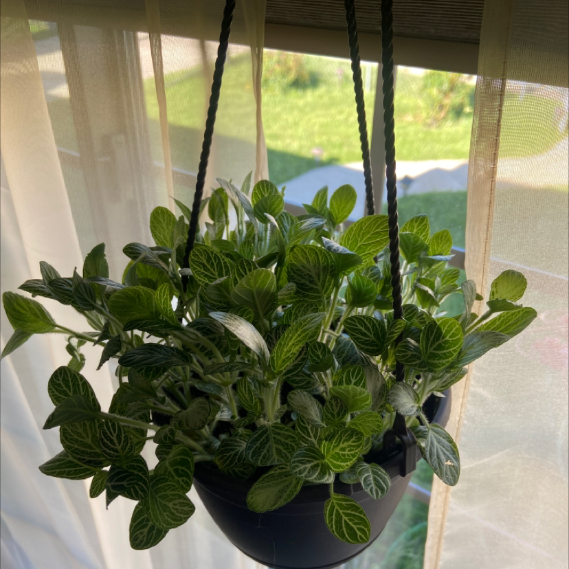 Hanging pot with a healthy White Anne Nerve Plant, vibrant green leaves with white veins.