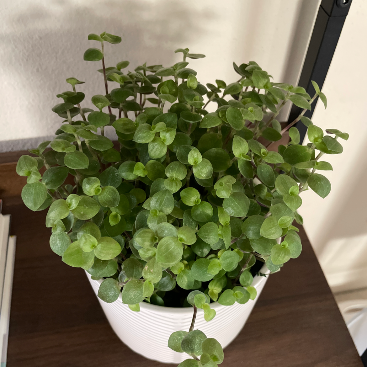 Photo of the plant species Creeping Inch Plant by Erin named Your plant on Greg, the plant care app