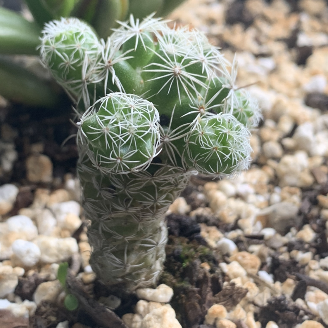 Close-up of a healthy Pineapple Cactus in rocky soil.