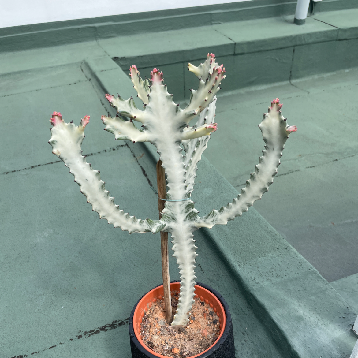 White Ghost Euphorbia uploaded to the Greg plant app by @userc2593461