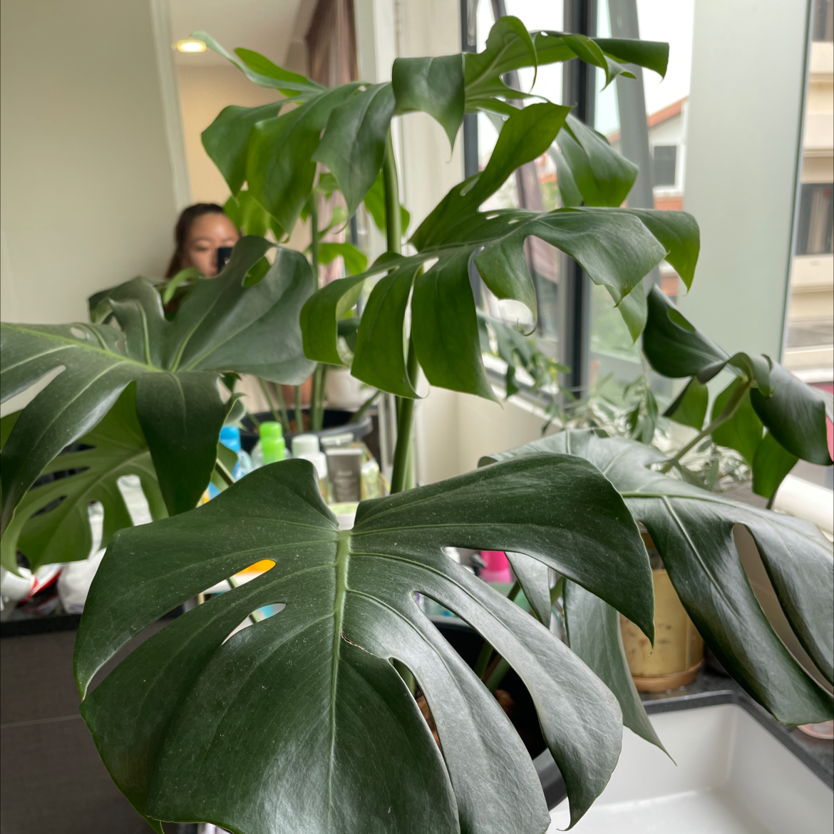 Monstera plant photo by Alison named Geronimo on Greg, the plant care app.