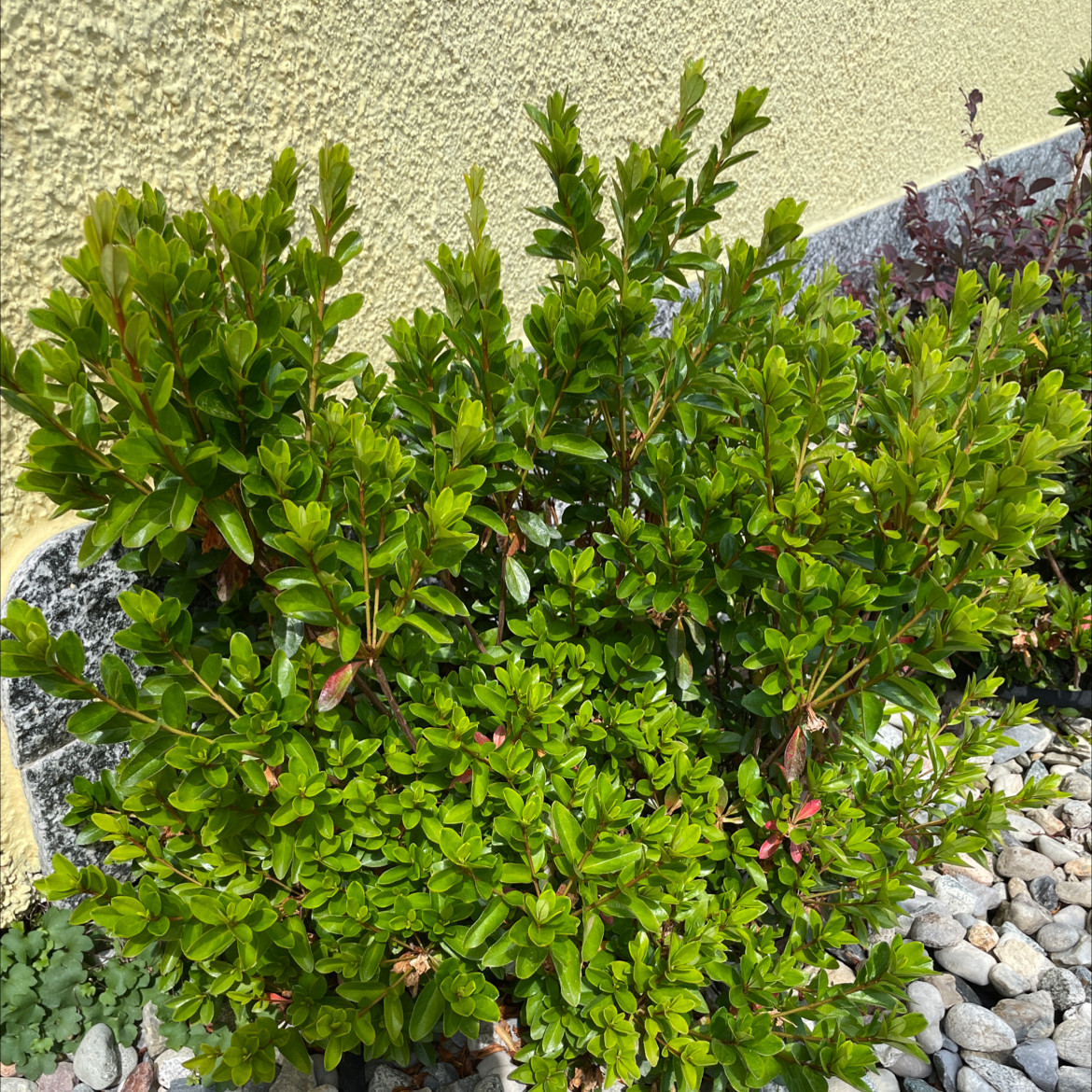 Healthy Common Boxwood shrub with dense, glossy green leaves. No signs of discoloration or disease. Well-trimmed and in focus.