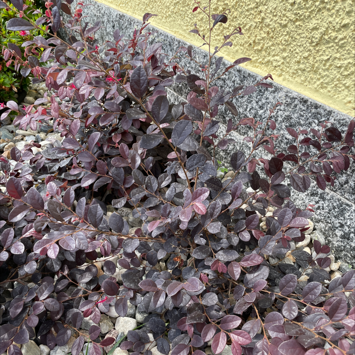 Chinese Fringe Flower plant with dark purple leaves against a textured wall and rocks.