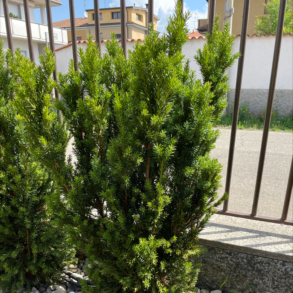 Healthy English Yew plant outdoors with dense green foliage.