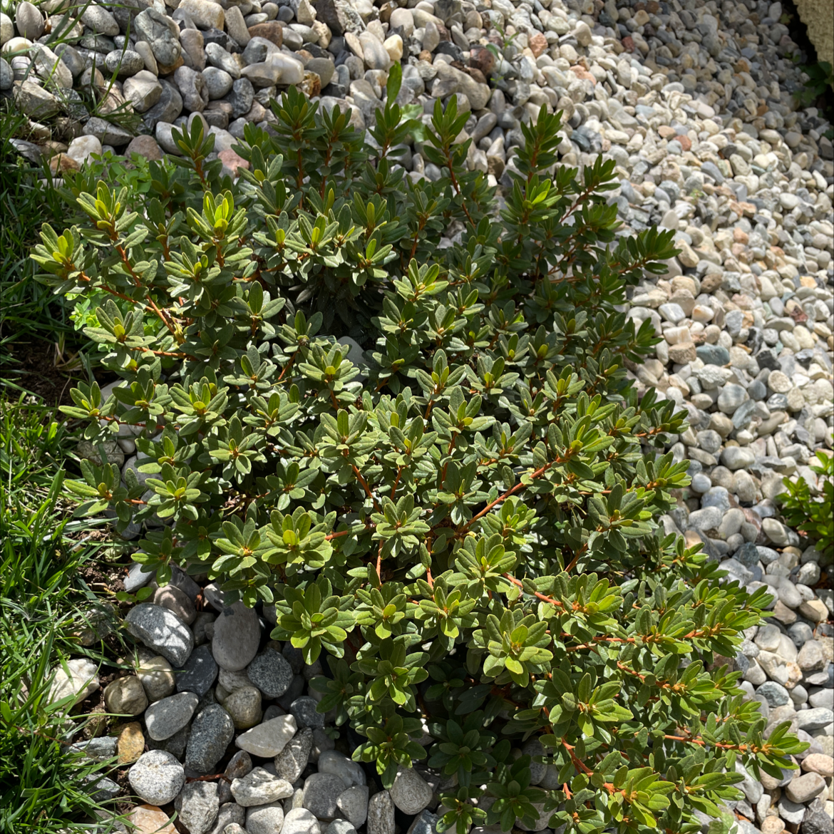 Healthy Alpenrose plant with dense green foliage in a rocky garden bed.
