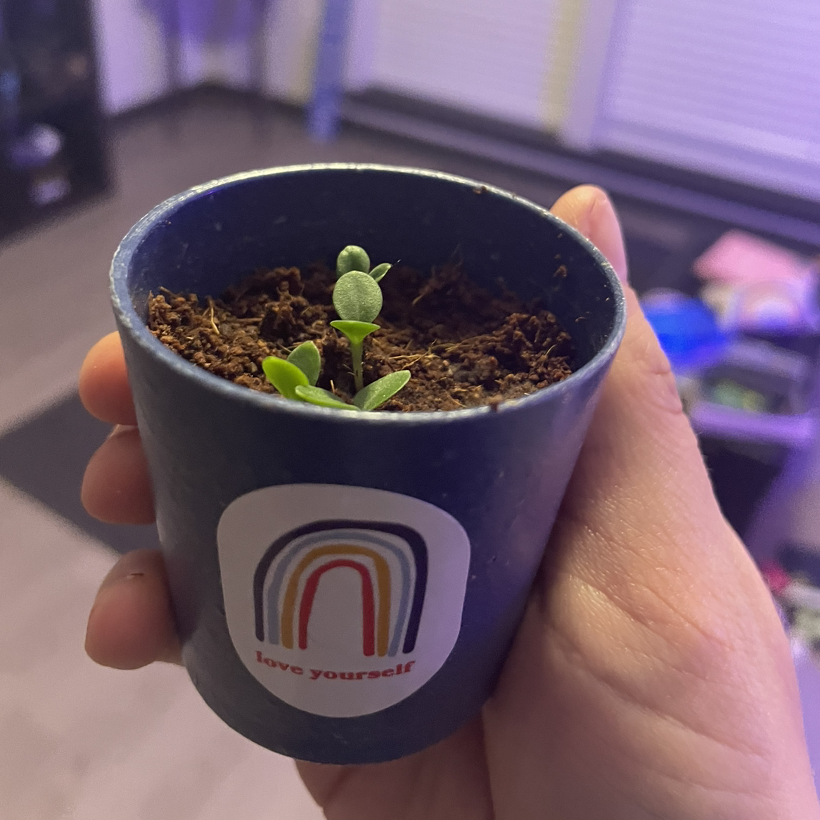 Small potted true Forget-Me-Not plant in early growth stage, held by a hand.
