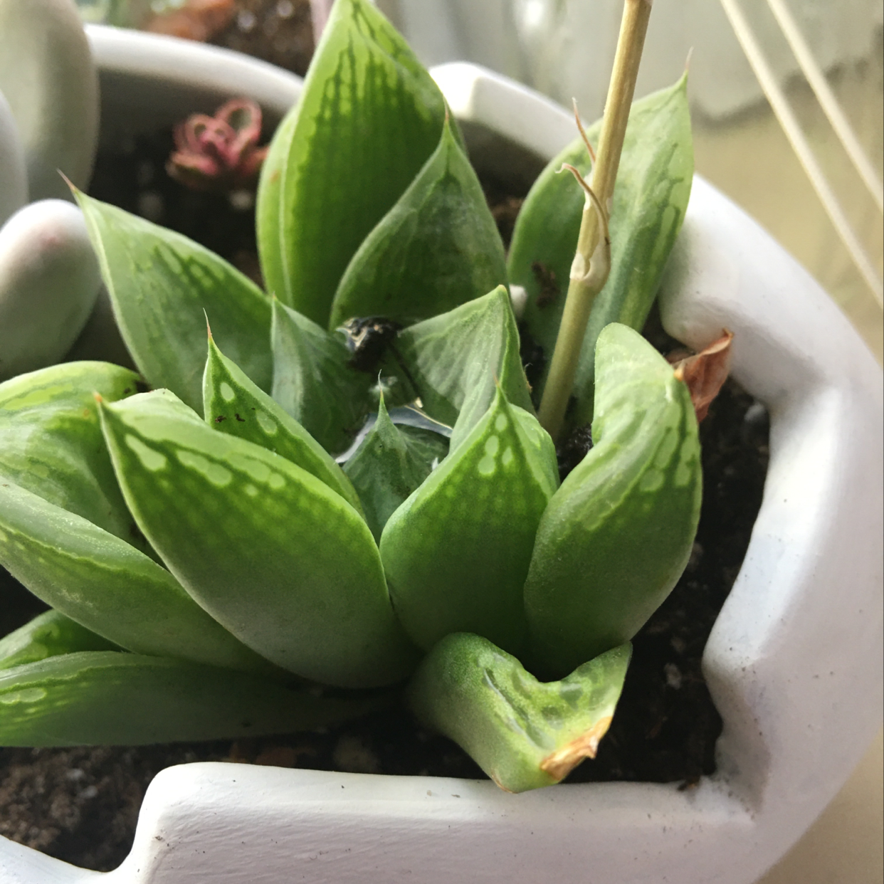 Haworthia cooperi plant in a white pot with slight browning on one leaf tip.