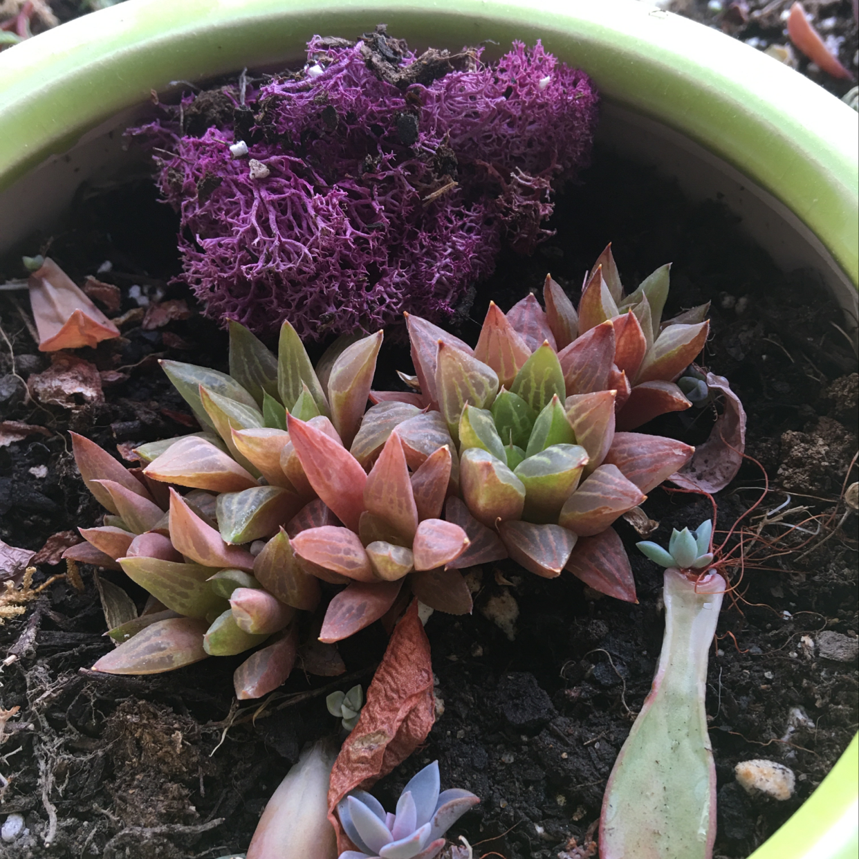 Haworthia cooperi plant in a pot with visible soil and some leaf discoloration.