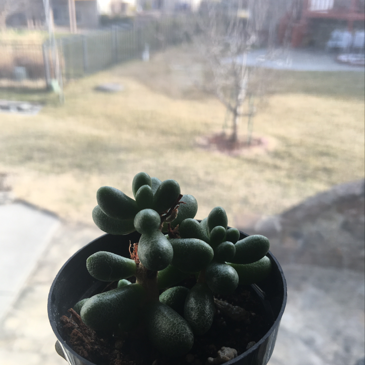 Jelly Bean Plant (Sedum rubrotinctum) in a small pot with a blurred background.