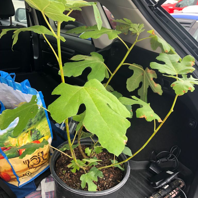 Brown Turkey Fig plant in a pot inside a car, with large, healthy leaves.