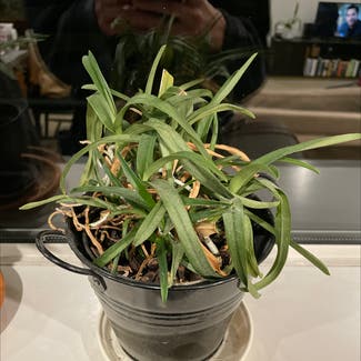 Sarcochilus fitzgeraldii plant in Dunedin, Otago