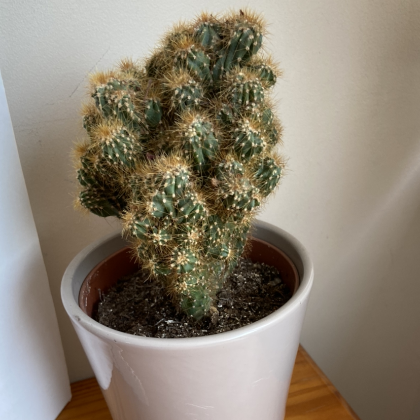 Potted Brittle Prickly Pear cactus with green pads and spines.