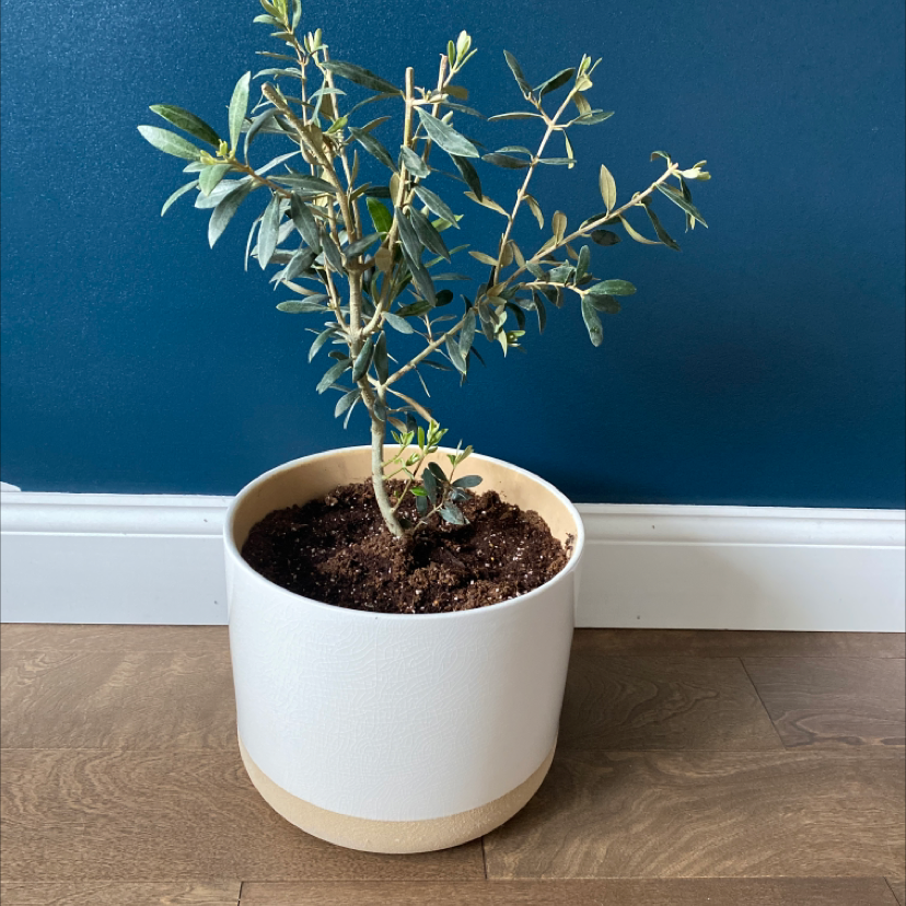 Potted olive tree against a blue wall, appearing healthy with visible soil.
