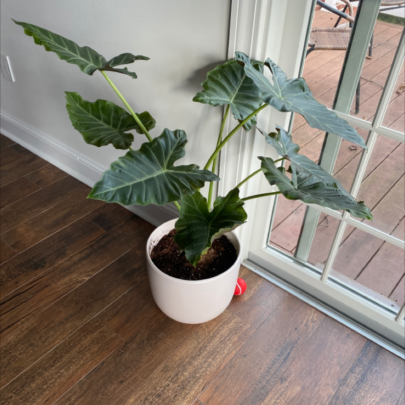Alocasia 'Regal Shields' plant in a white pot near a window, with large dark green leaves.