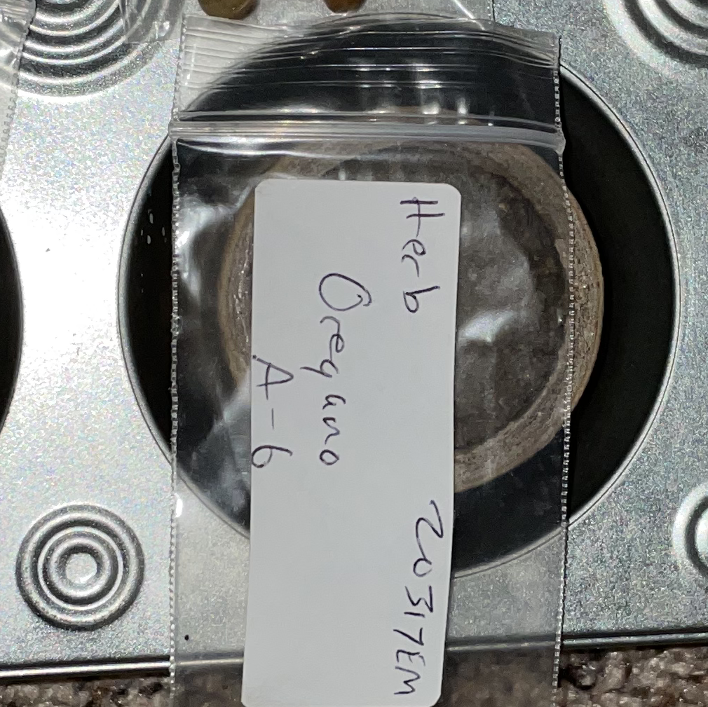 A small healthy oregano herb plant growing in a clear plastic container labeled 'Herb Oregano 205701'.