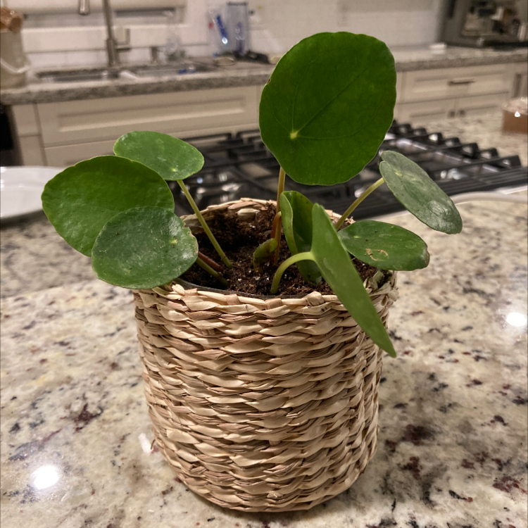 Chinese Money Plant plant photo by Abby named My sweet plant on Greg, the plant care app.