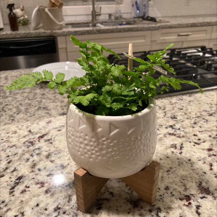 Potted Autumn Fern on a kitchen counter in a white textured pot.