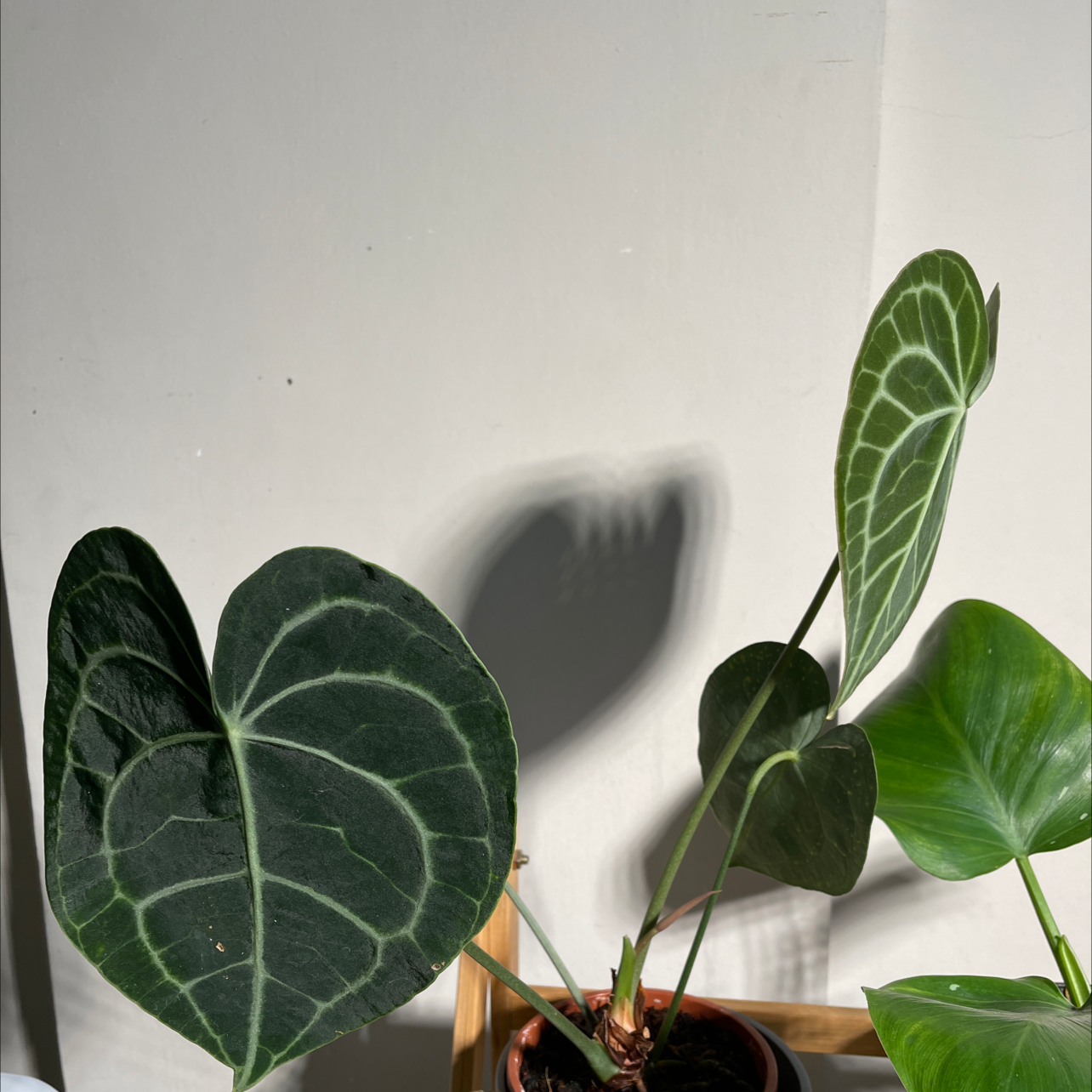 Velvet Cardboard Anthurium plant with dark green, velvety leaves and prominent white veins.