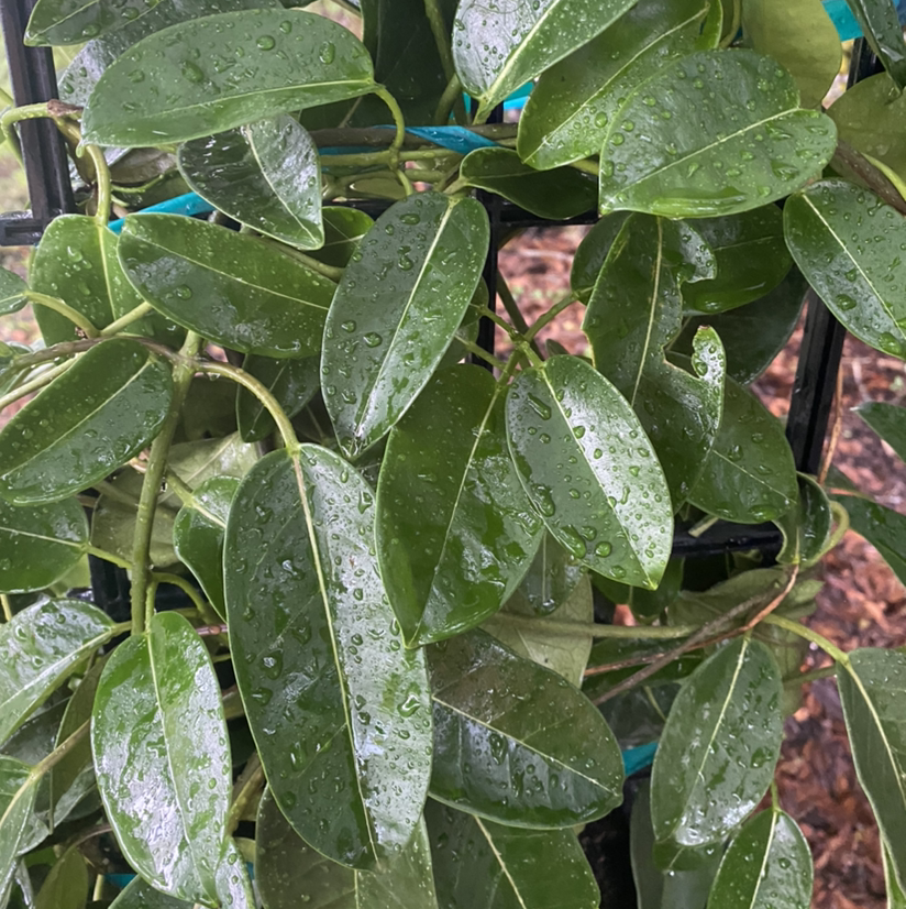Stephanotis plant with healthy green leaves covered in water droplets.
