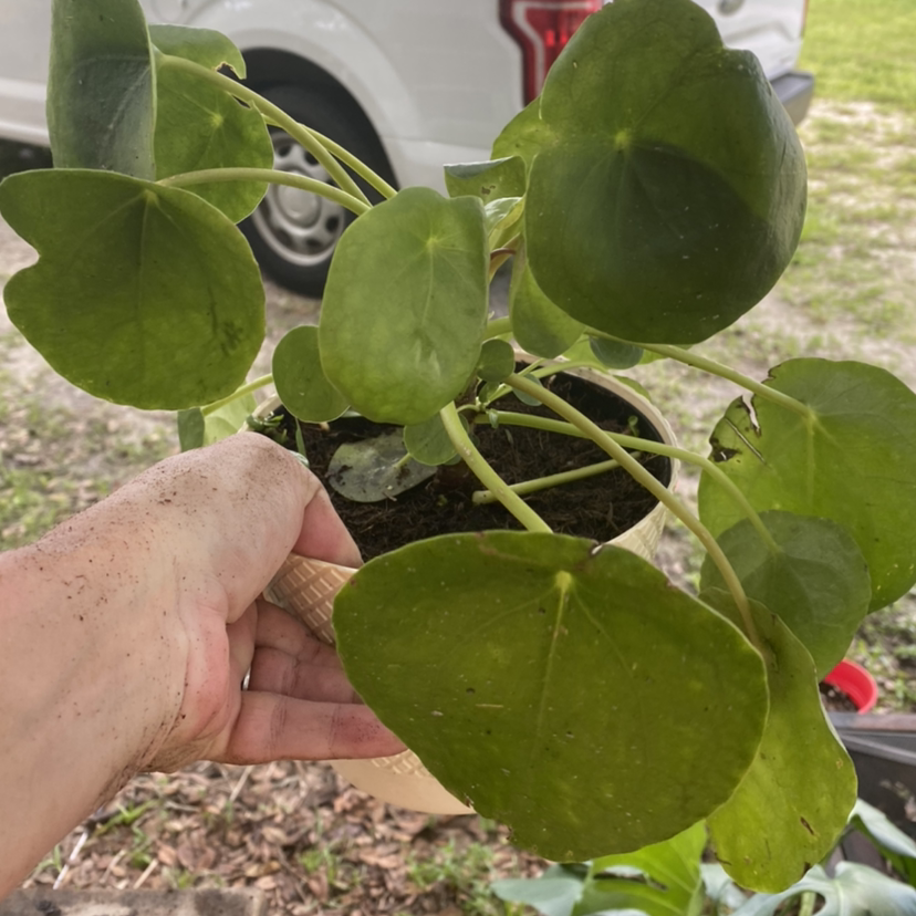 Chinese Money Plant plant photo by @MorbidNMacabre named Orbie on Greg, the plant care app.
