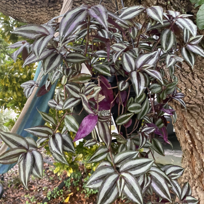 Spiderwort plant photo by @MorbidNMacabre named Sebrina on Greg, the plant care app.