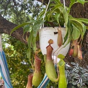Tropical Pitcher Plant plant photo by Morbidnmacabre named Fred on Greg, the plant care app.