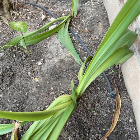 Photo of the plant species Elephant garlic by Pat9909 named Winston on Greg, the plant care app