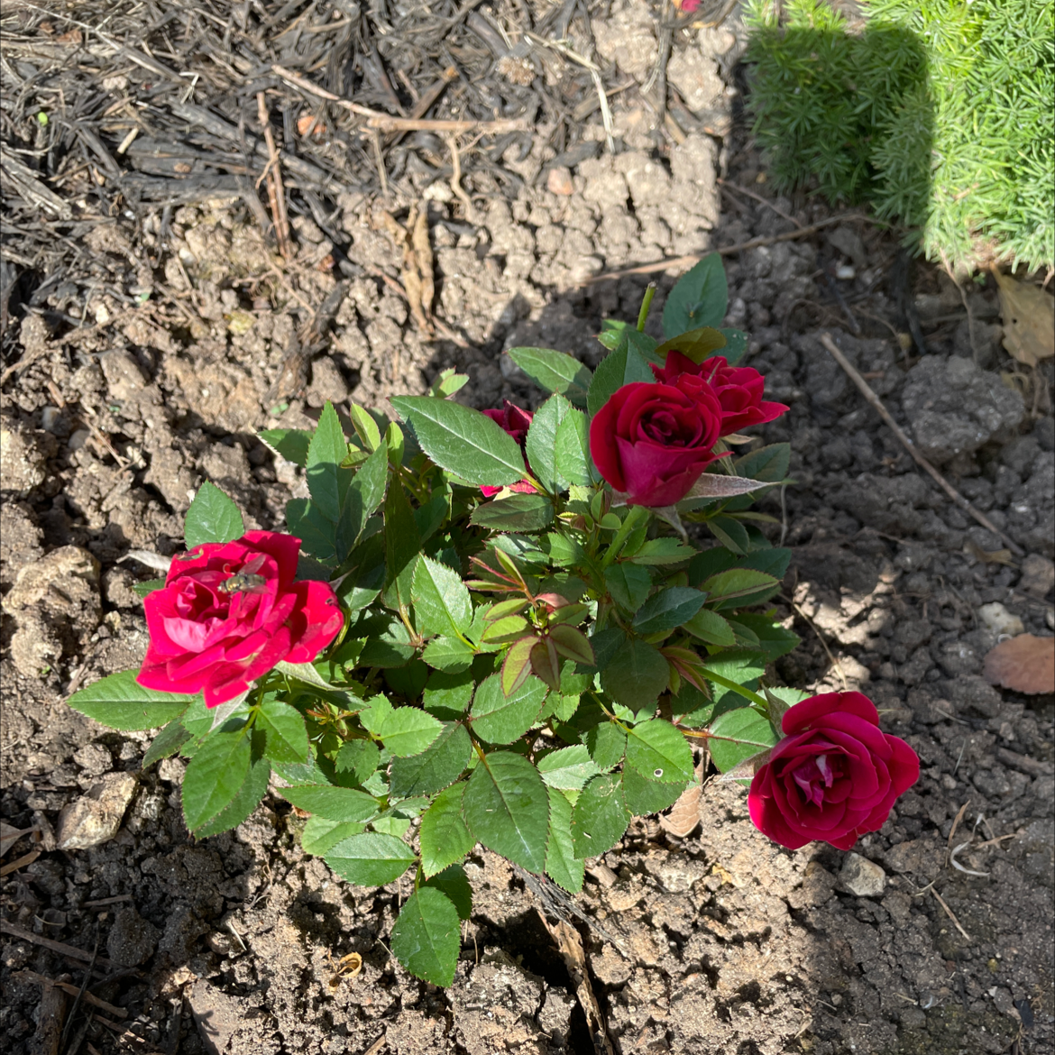 Beach Rose plant with vibrant red flowers and visible soil.