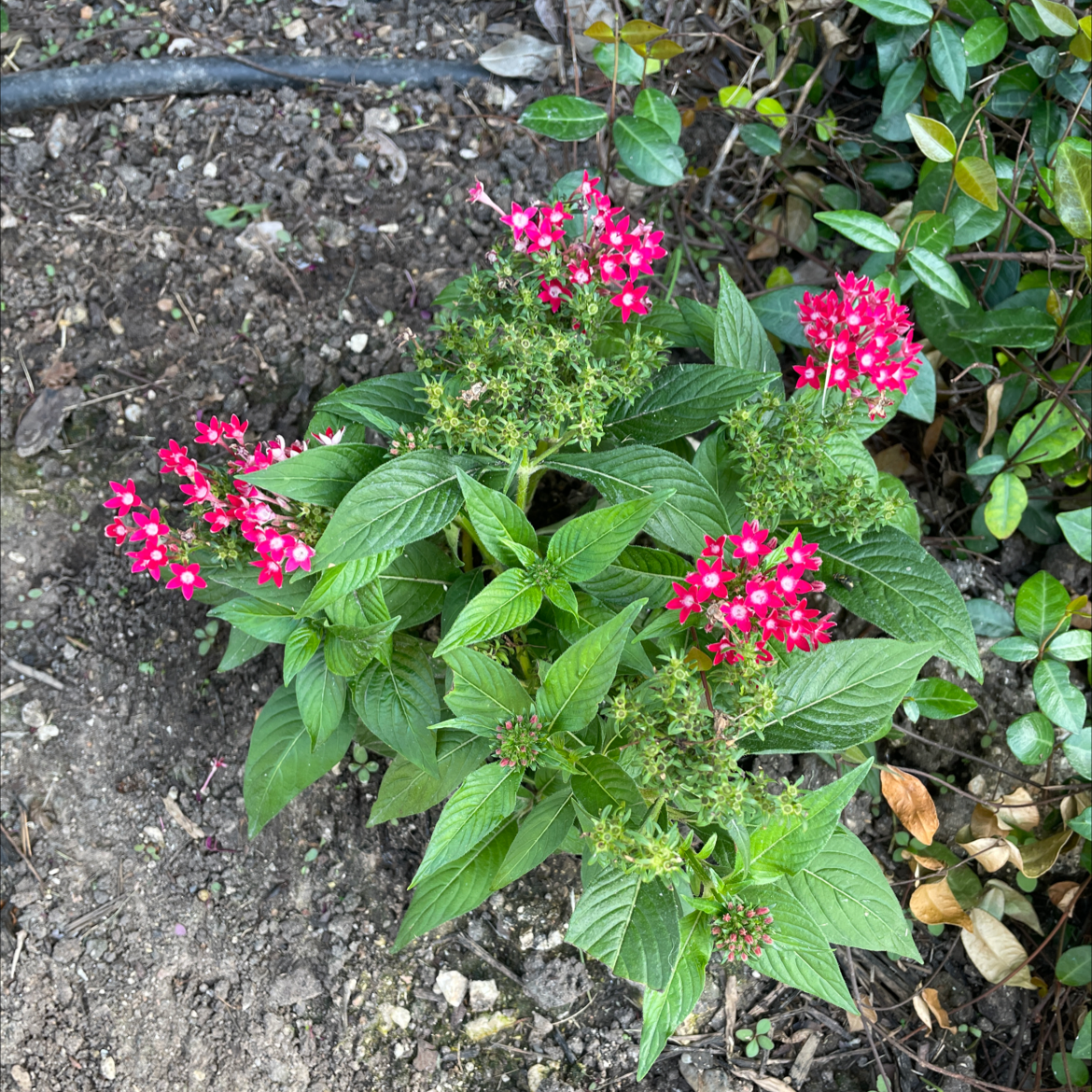 Healthy Egyptian Starcluster plant with vibrant red flowers and green leaves.