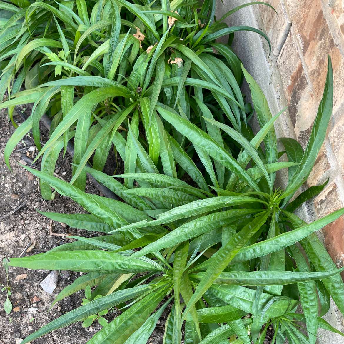 Group of healthy Mexican Bluebell plants with long, narrow green leaves next to a brick wall.