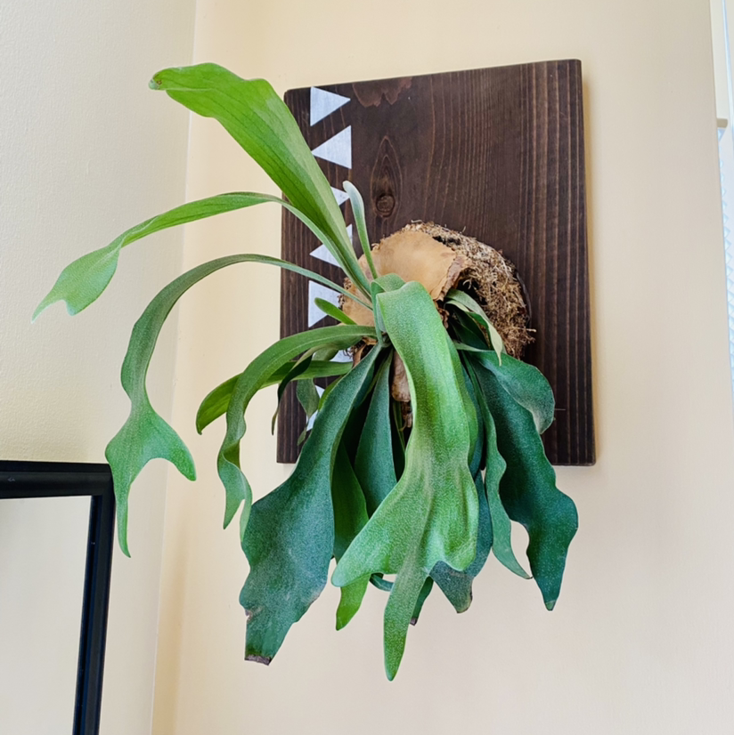 Photo of the plant species Elkhorn Fern by @queenvee named Buck on Greg, the plant care app