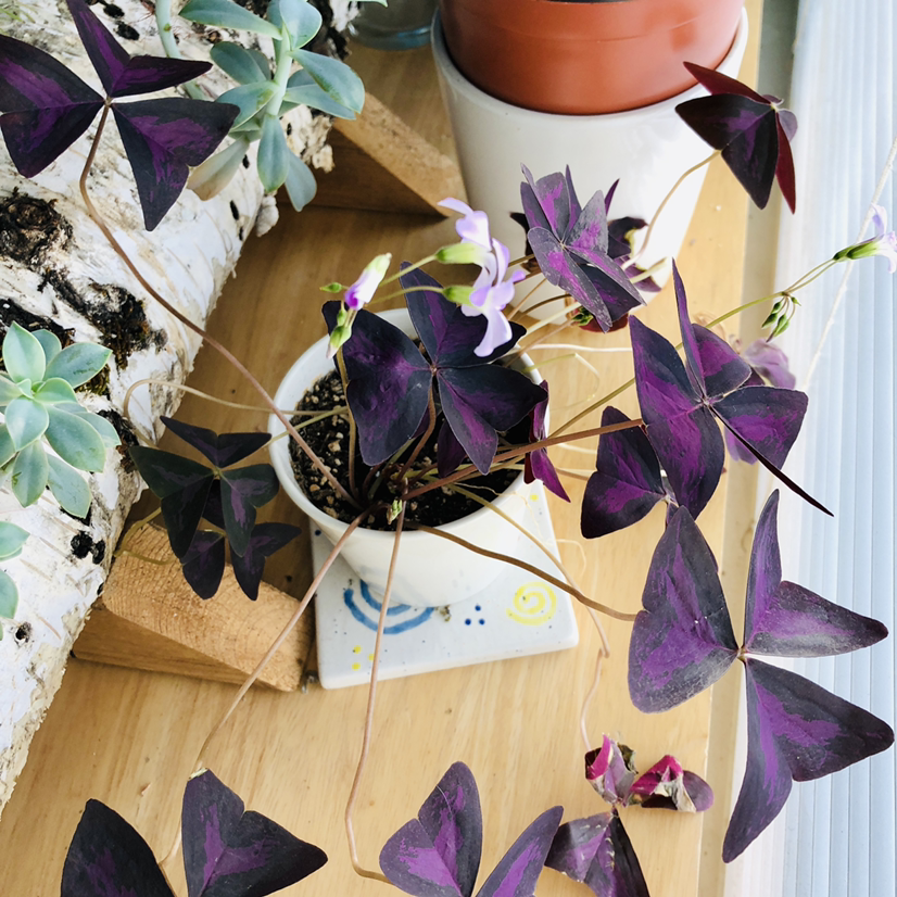 Purple Shamrocks plant photo by @queenvee named Oxana on Greg, the plant care app.