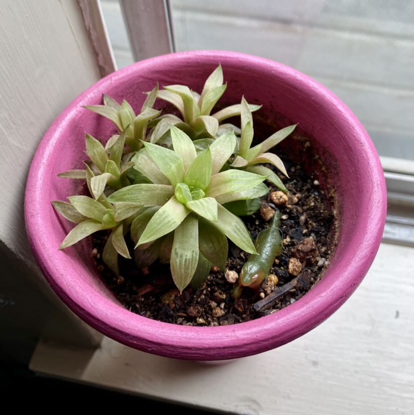 Photo of the plant species Cathedral Window Haworthia by @queenvee named Pinky on Greg, the plant care app