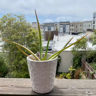 Aloe Vera plant in San Francisco, California