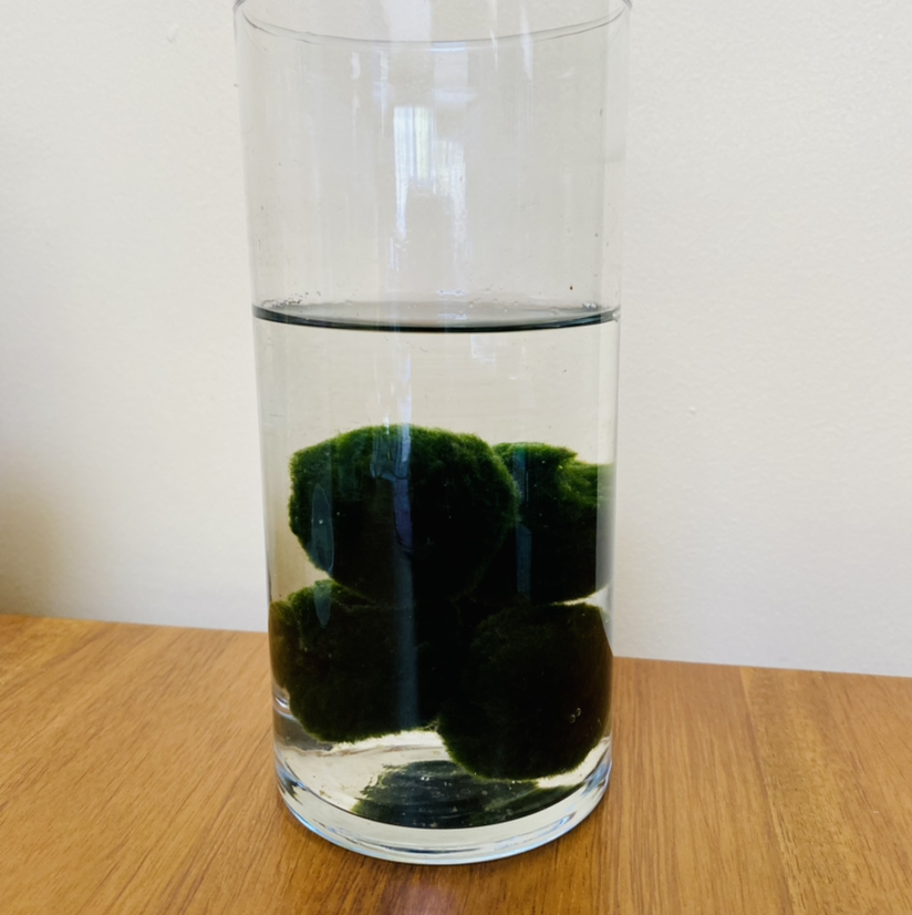Marimo plant photo by @queenvee named Marimo on Greg, the plant care app.