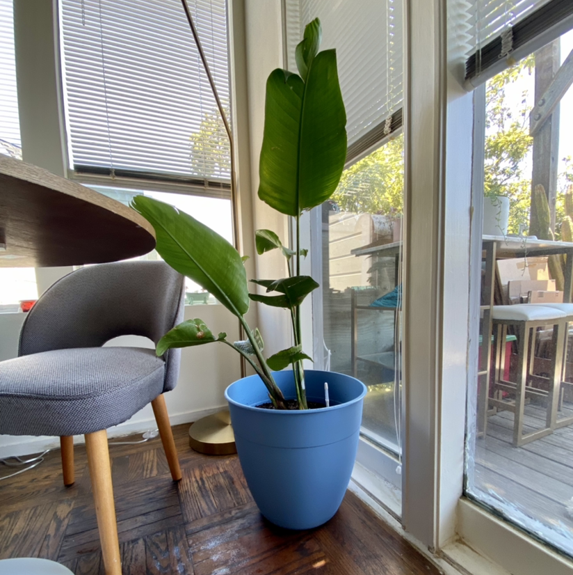 White Bird of Paradise plant photo by @queenvee named Lady Bird on Greg, the plant care app.