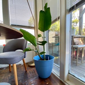 White Bird of Paradise plant photo by @queenvee named Lady Bird on Greg, the plant care app.
