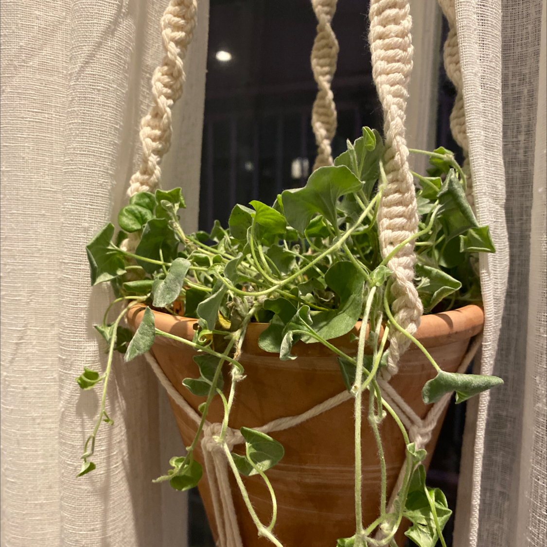 Silver Ponysfoot plant in a hanging terracotta pot with some yellowing and browning leaves.