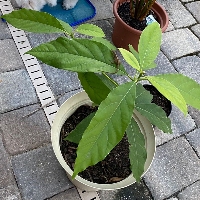 A healthy young avocado plant with large green leaves growing in a small white pot on a paved surface.