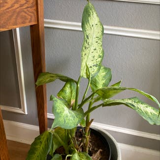 Dieffenbachia plant in Baton Rouge, Louisiana