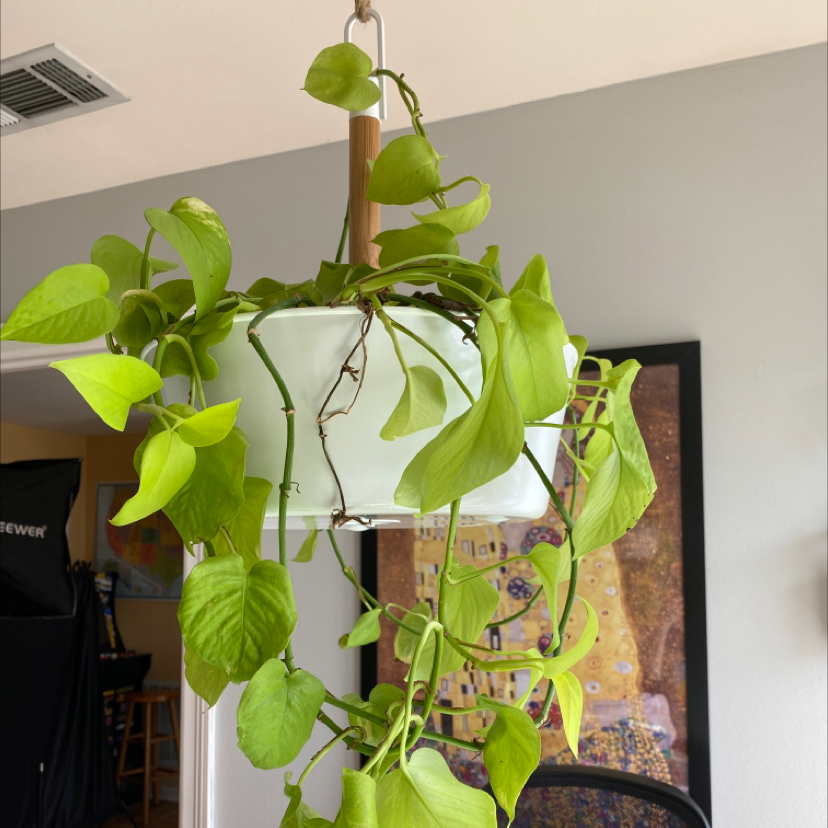 Neon Pothos plant photo by Stephanie named Gloria on Greg, the plant care app.
