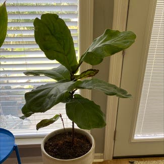 Fiddle Leaf Fig plant in Baton Rouge, Louisiana
