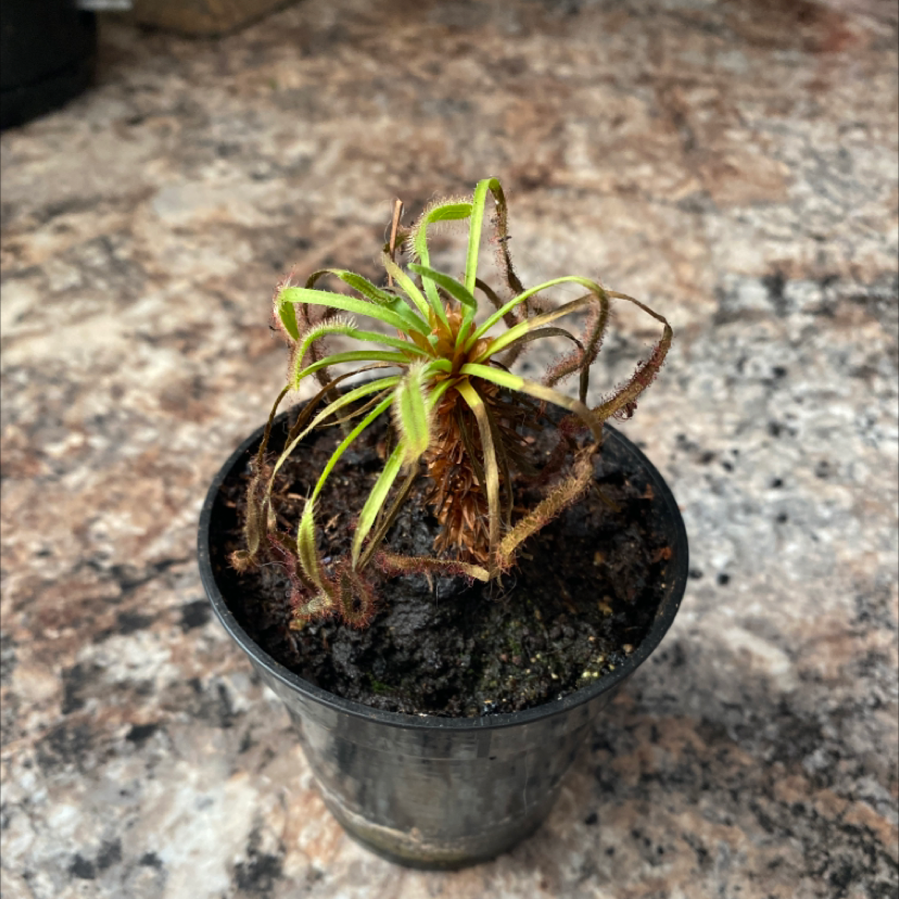 Cape Sundew plant in a small black pot with some brown and withered leaves.