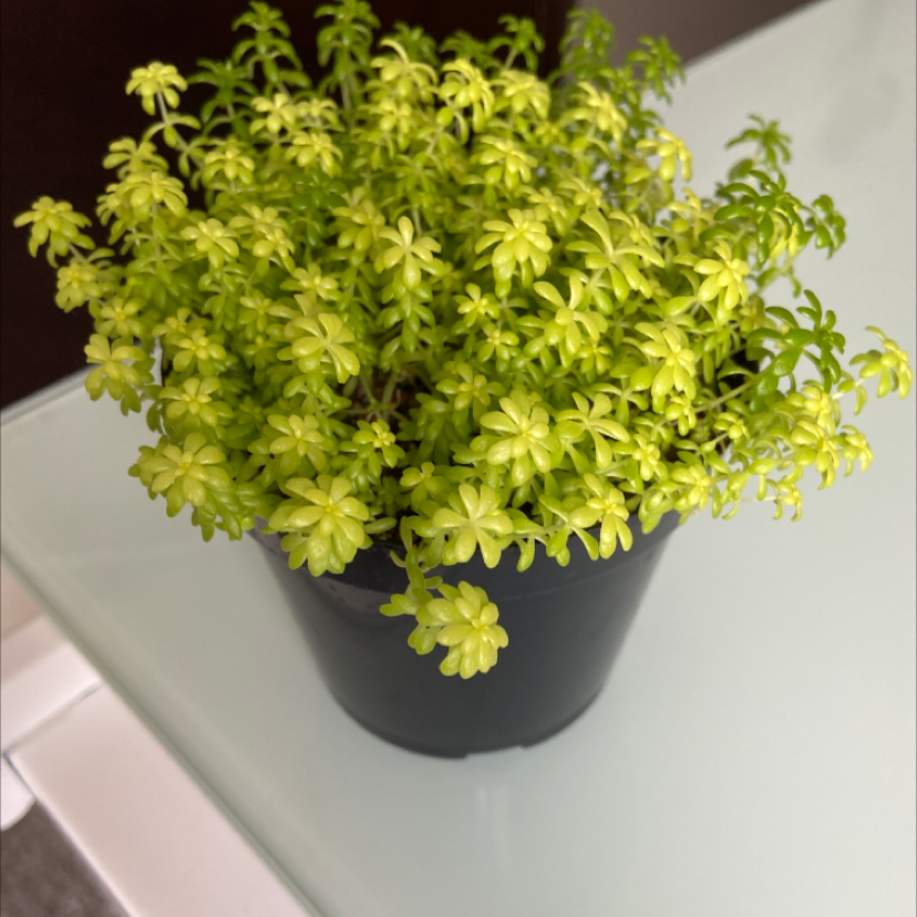 Healthy Goldmoss Stonecrop plant in a black pot on a glass surface.