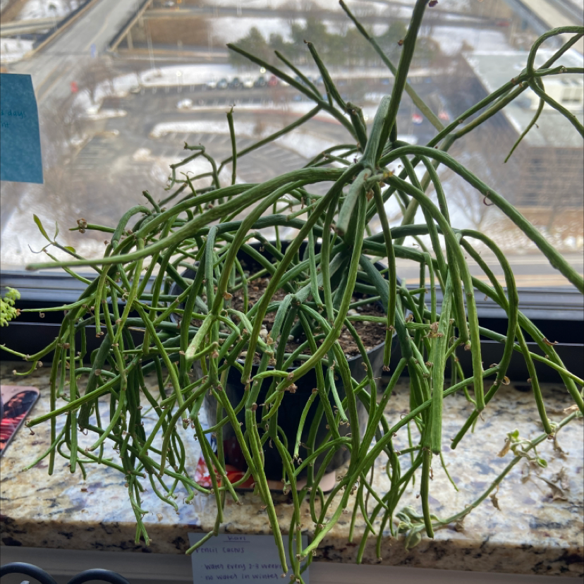 Pencil Cactus (Euphorbia tirucalli) on a windowsill with green stems, slightly drooping.