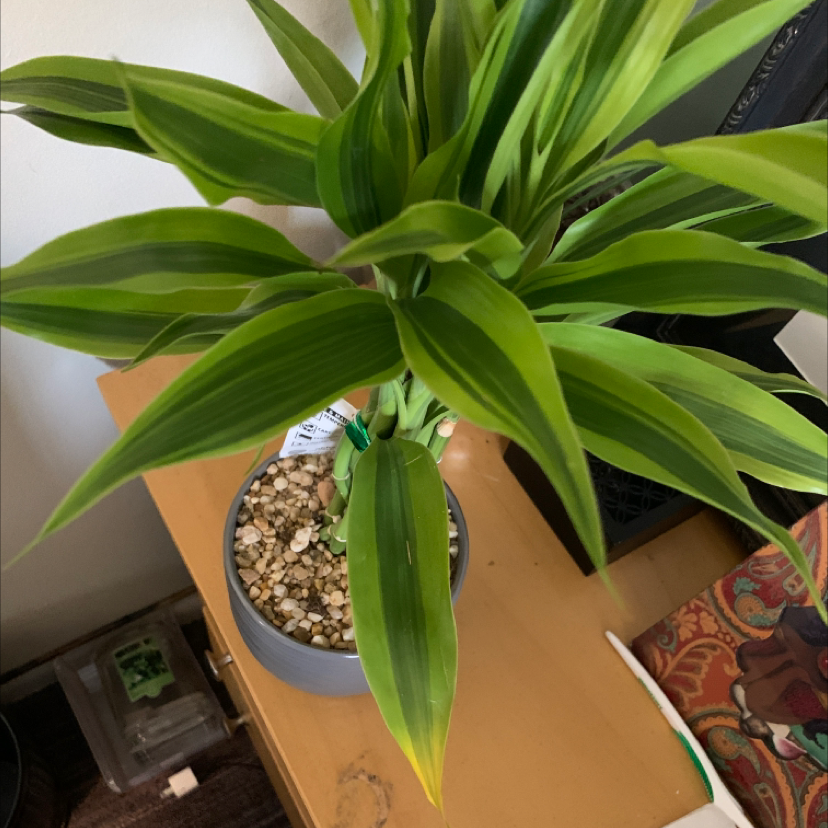 Lucky Bamboo plant photo by Tameika named India on Greg, the plant care app.